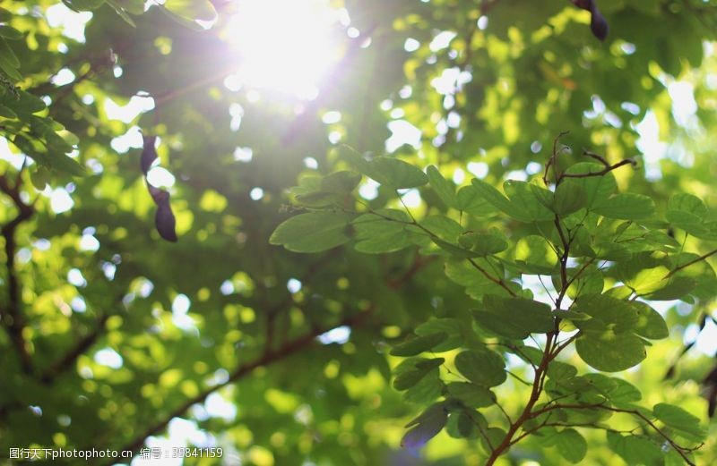 阳光树木逆光树叶大光圈光斑图片