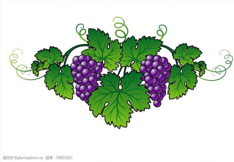 矢量水果素材葡萄图片