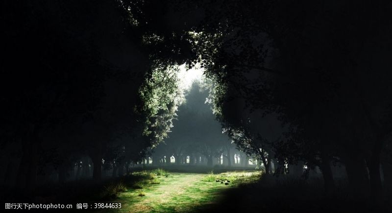 晨光森林中透出的光束图片