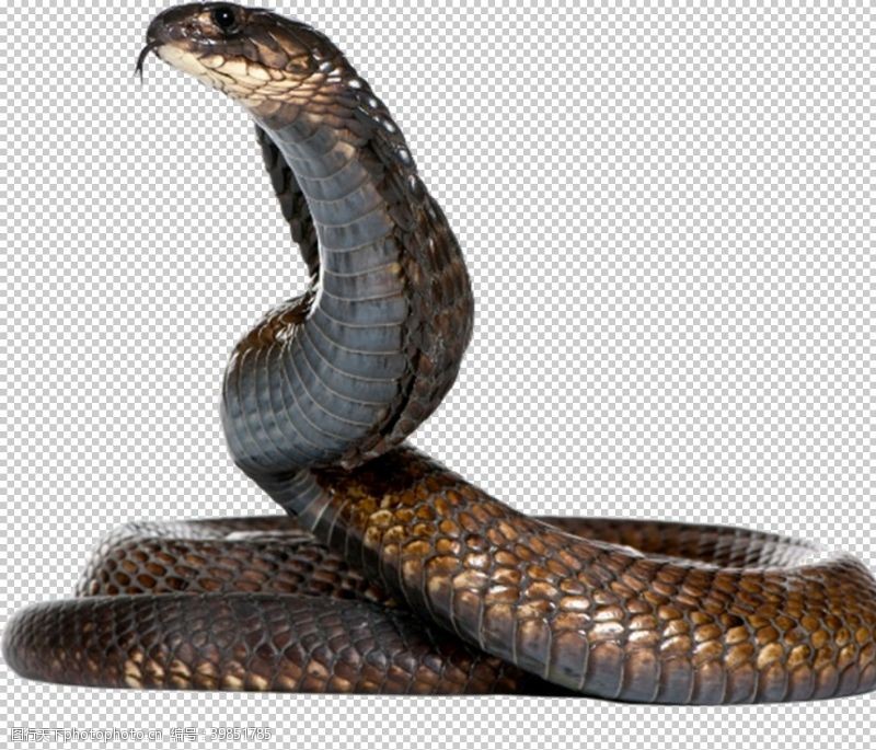 眼镜蛇蛇图片