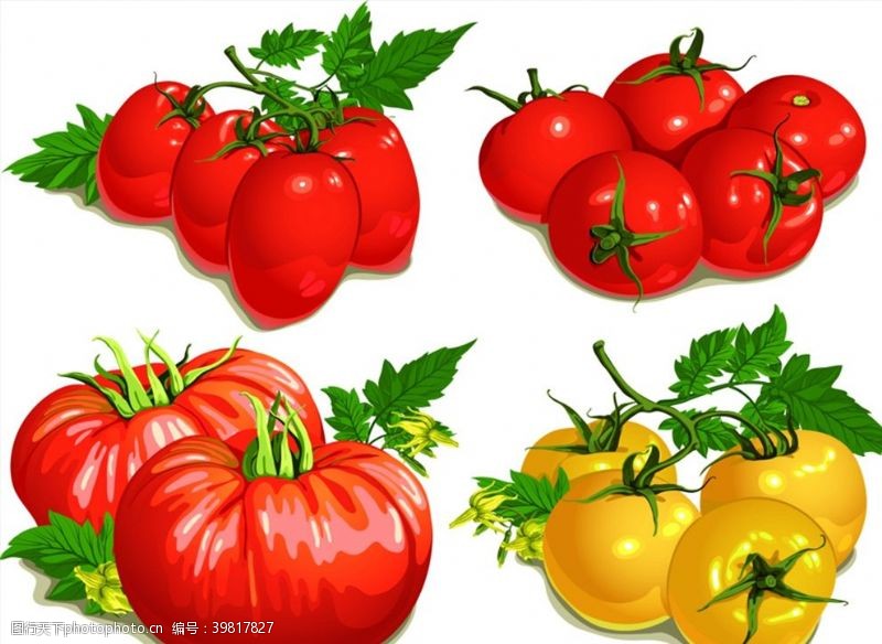 矢量西红柿手绘水果西红柿图片