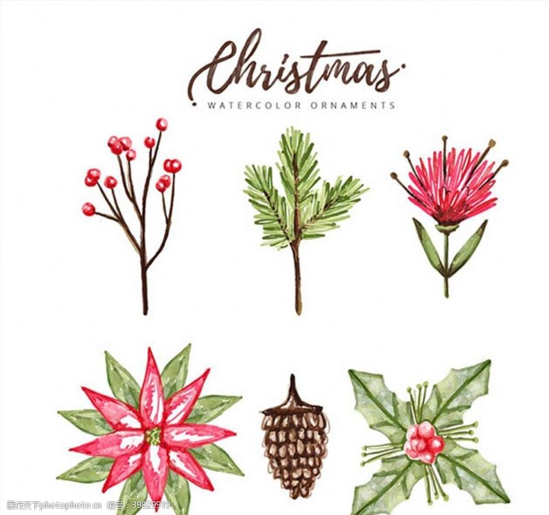 水果植物矢量水彩绘圣诞植物图片