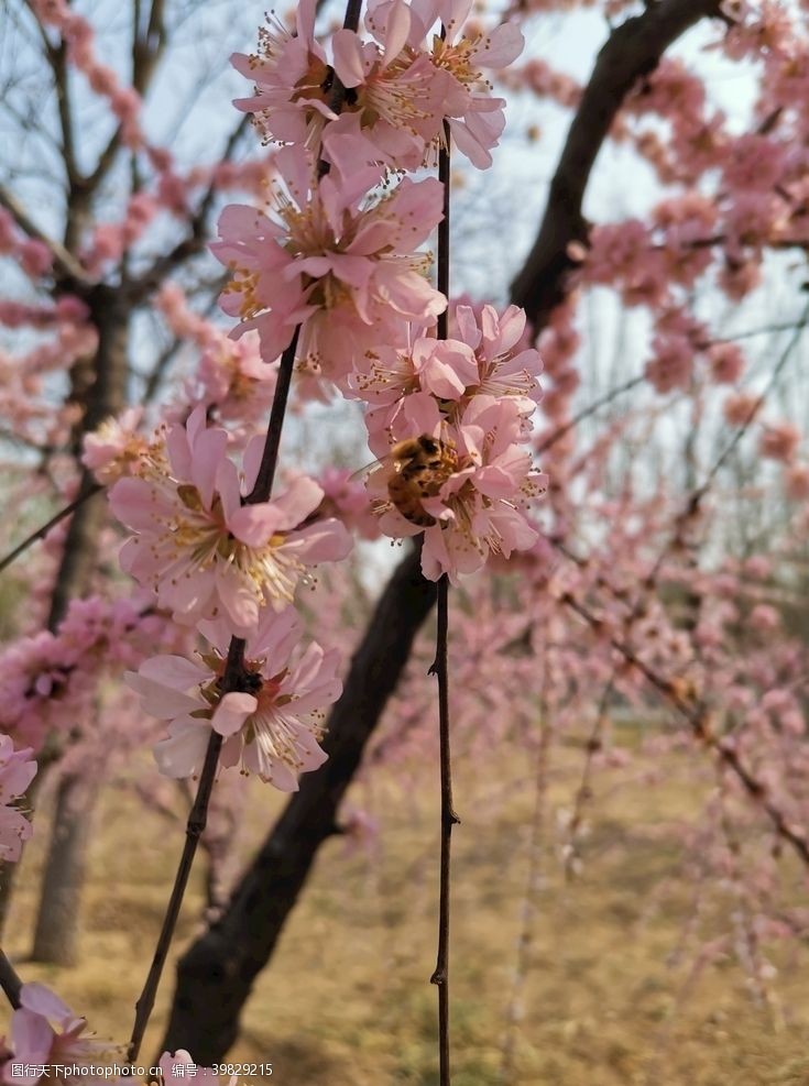 春暖花开桃花图片