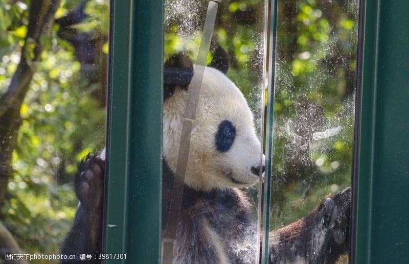 猫眼熊猫图片