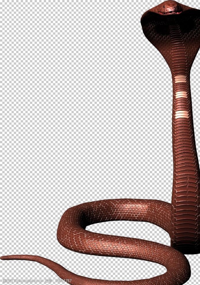 蟒蛇眼镜蛇图片