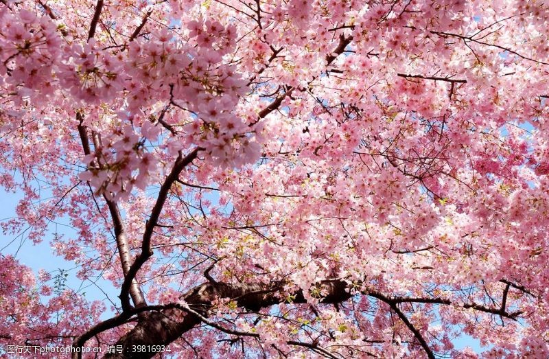 樱花树樱花图片