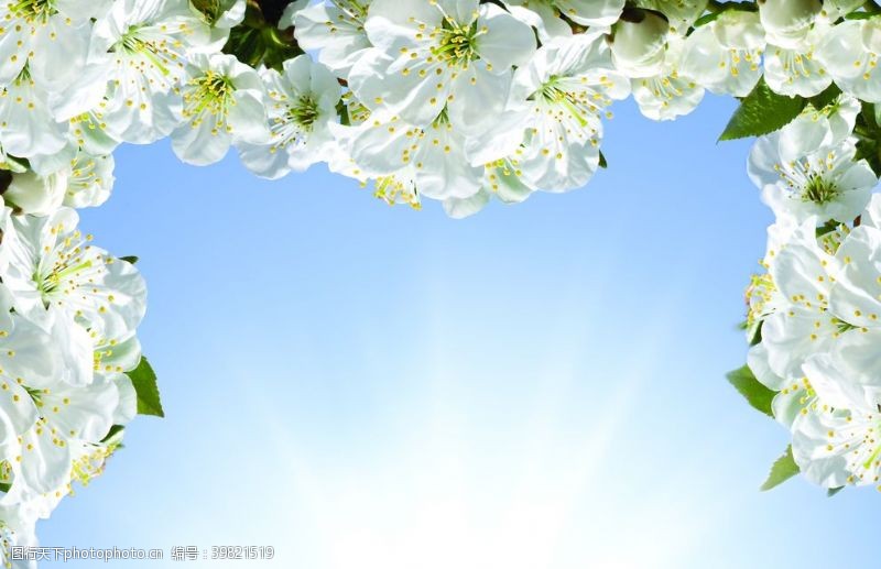白色樱花樱花图片