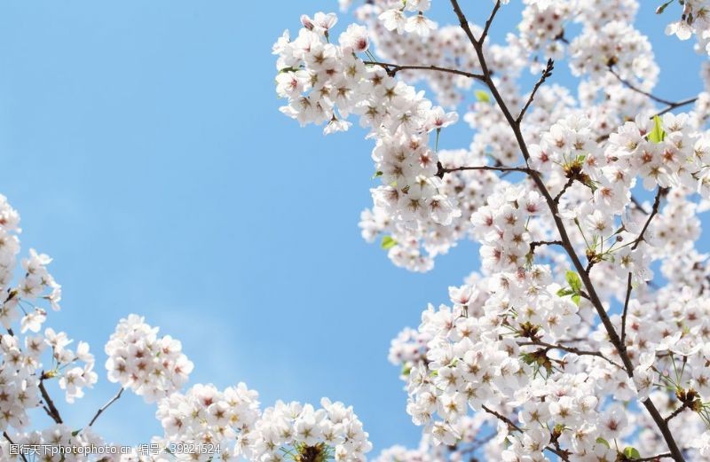 浪漫夏日樱花图片