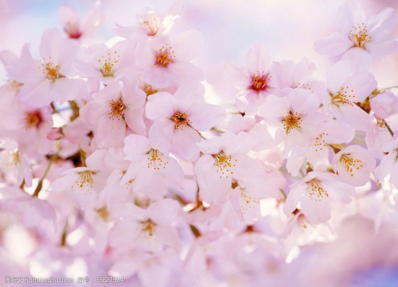 白色樱花樱花图片