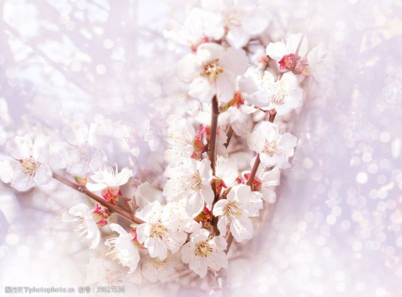 桃林樱花图片