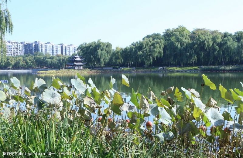 残荷园林风景图片