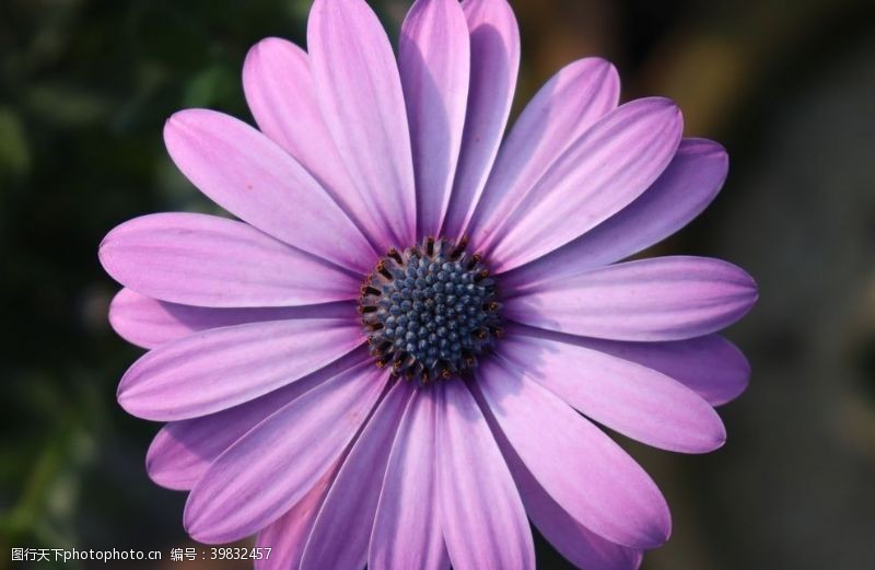 花蕾紫色大丽花图片