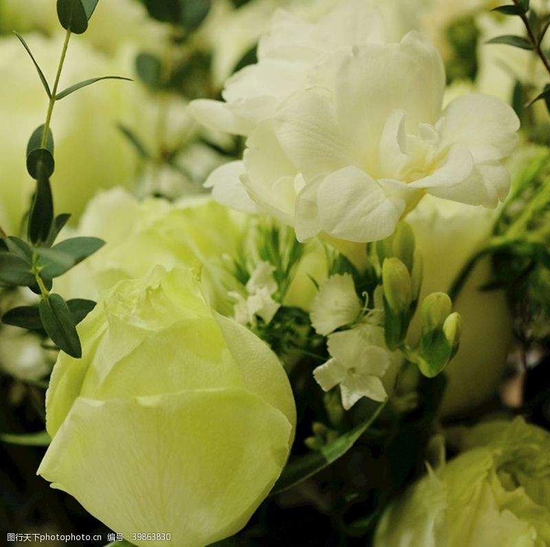 淡色花朵白玫瑰花图片