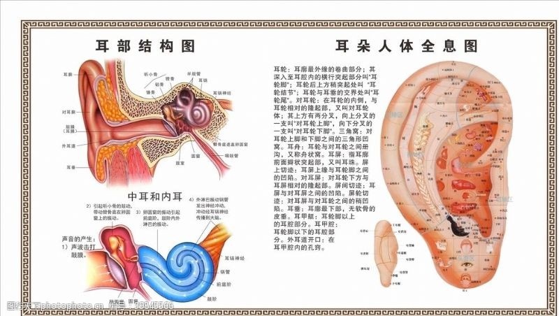 中医文化采耳耳朵结构图图片