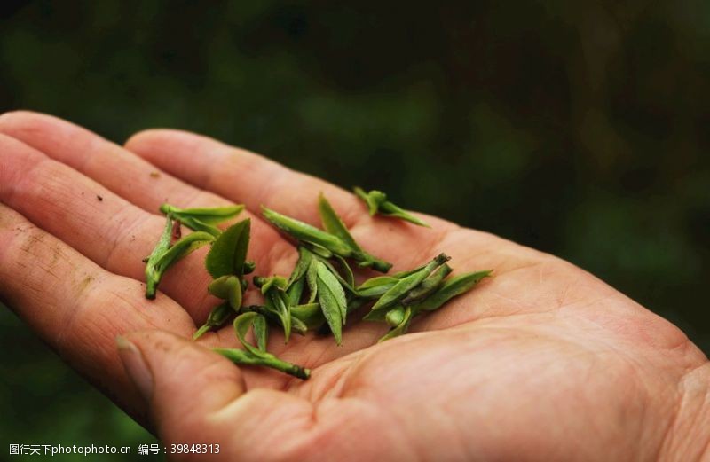 春天茶叶茶叶茶尖图片