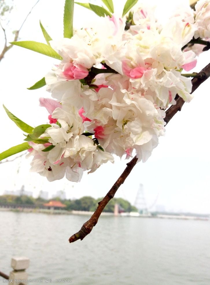 桃花旅游春天图片