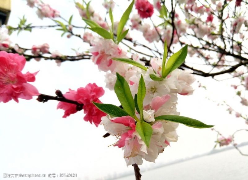 桃花旅游春叶图片