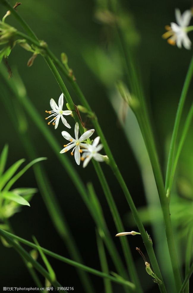 草尖吊兰花图片