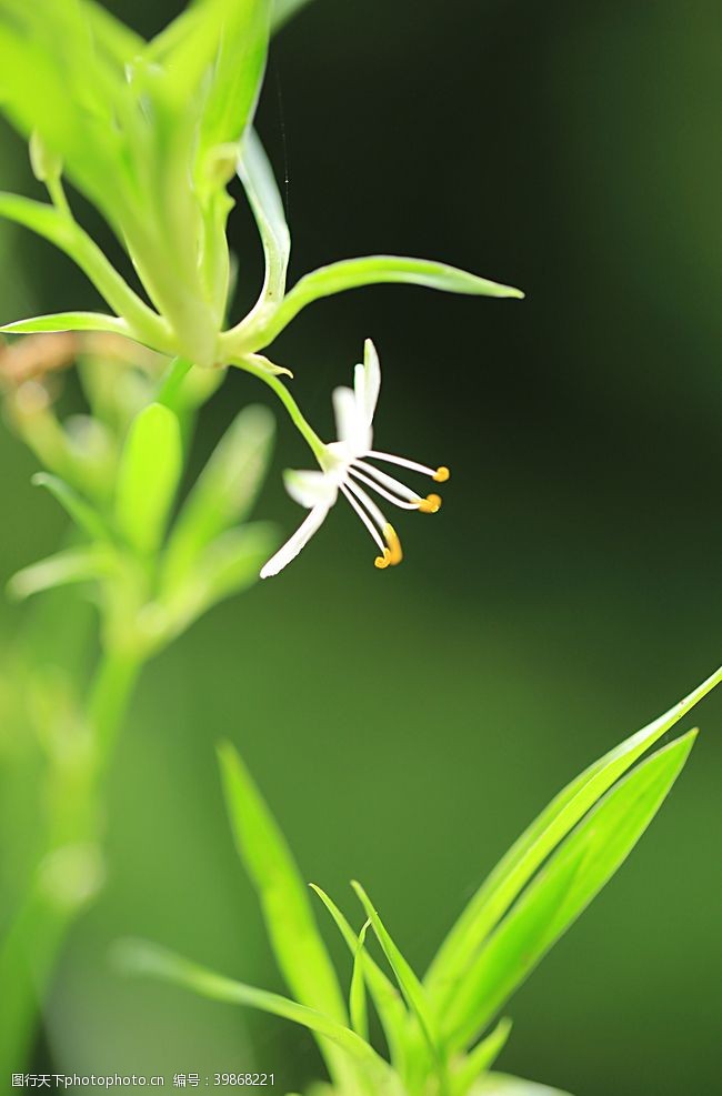 草尖吊兰花图片