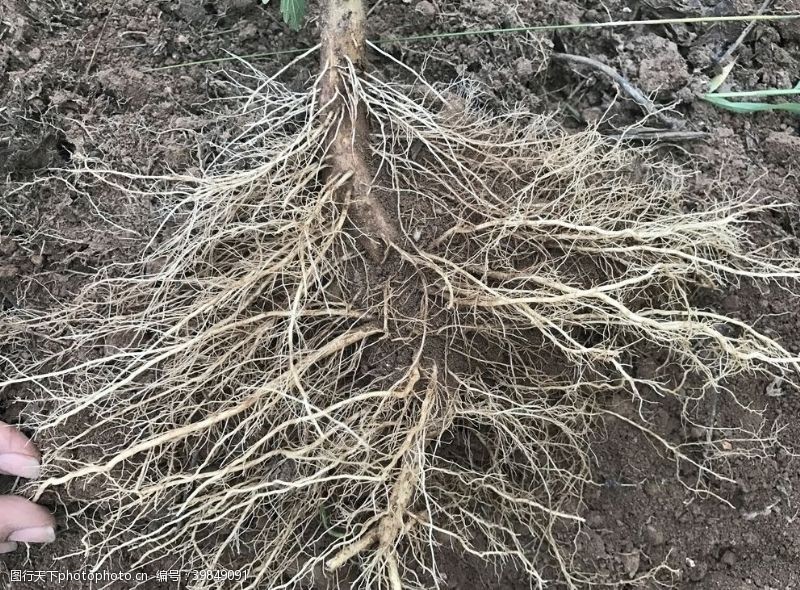植物根系图片免费下载 植物根系素材 植物根系模板 图行天下素材网