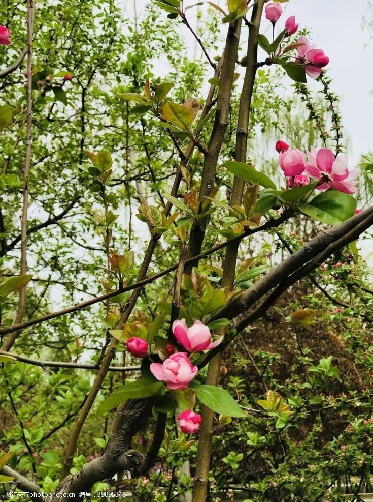 美丽春天海棠花图片