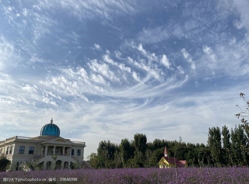 紫色花纹花海花园熏衣草图片