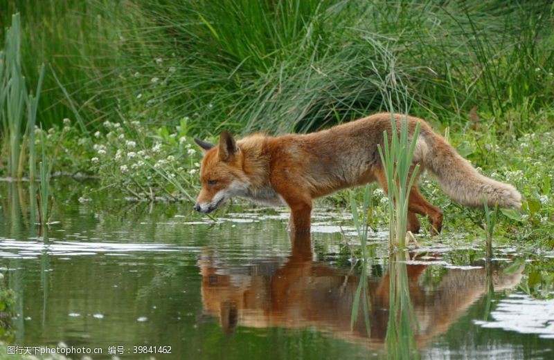 银狐狐狸图片