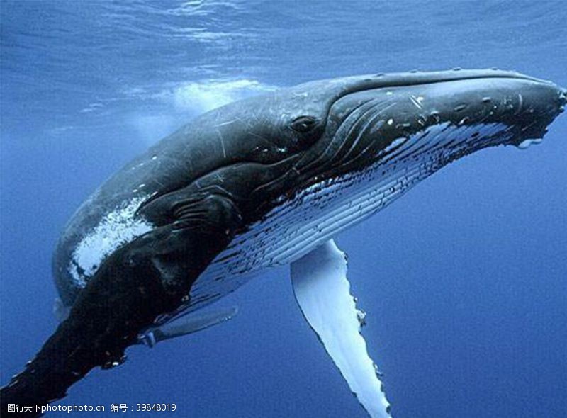 大海鲸鱼鲸鱼大图片