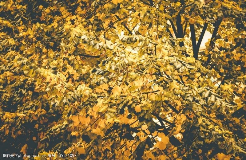 黄色叶子绿叶图片