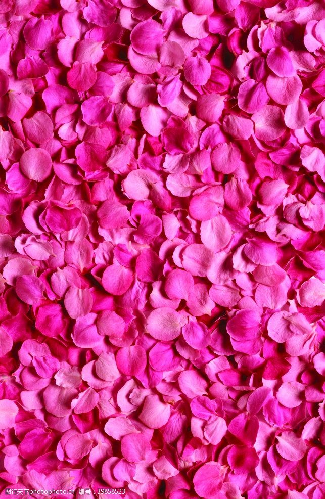 华丽玫瑰花瓣背景图片