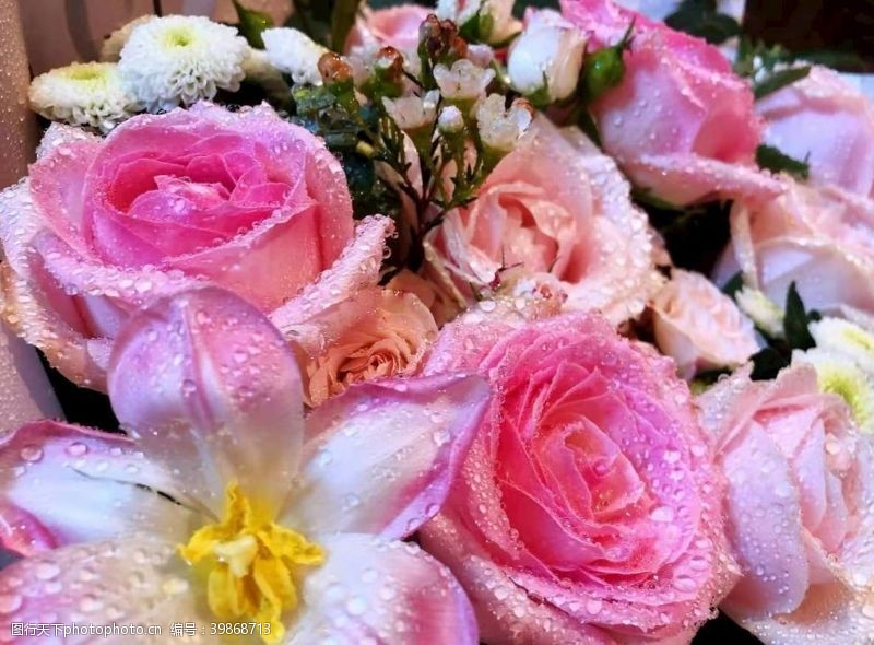 粉色玫瑰花束玫瑰花图片