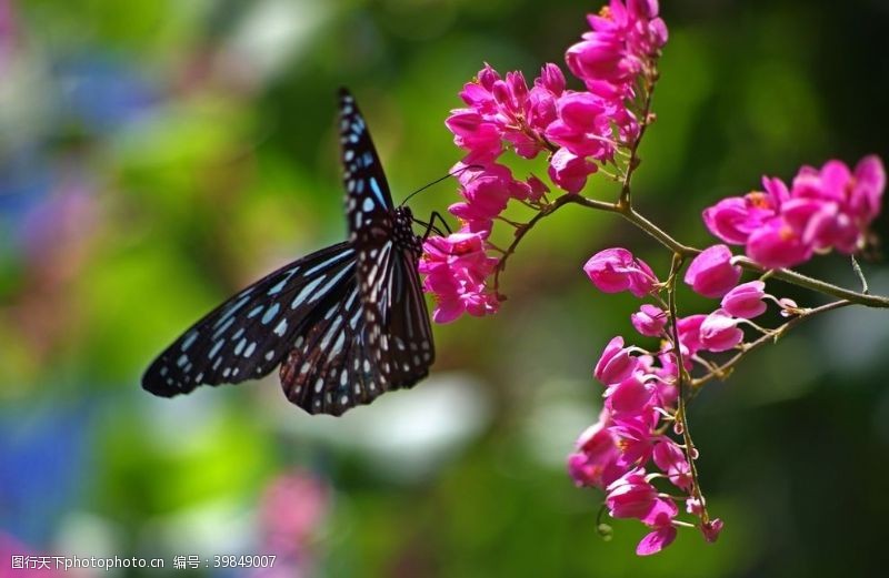 鲜花主题美丽蝴蝶图片
