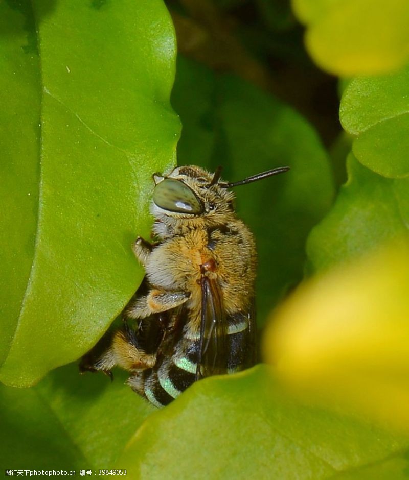 蜂箱蜜蜂图片