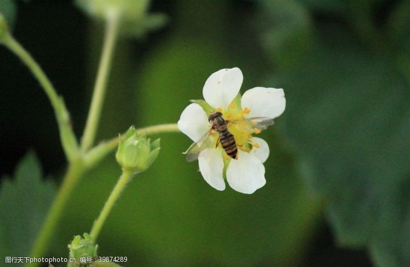 植物昆虫蜜蜂图片