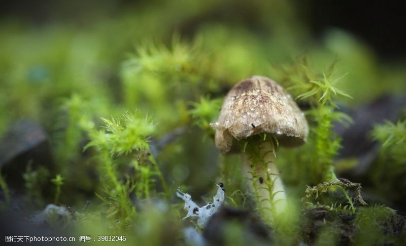 草菇蘑菇图片