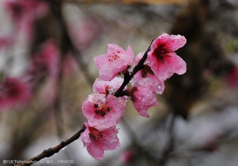 春暖花开沐雪的桃花图片