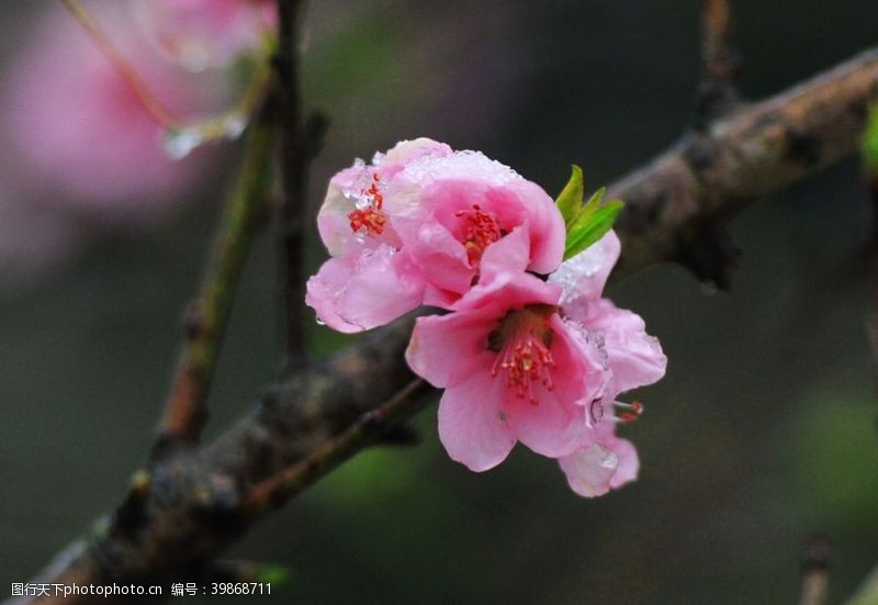 暖春沐雪的桃花图片