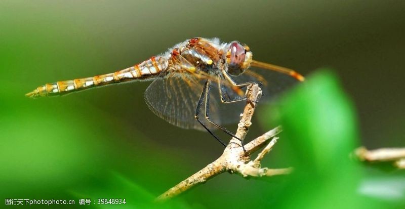 植物昆虫蜻蜓图片