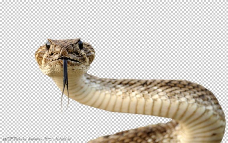 眼镜蛇蛇图片