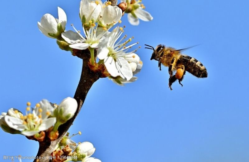 春天花朵小蜜蜂图片