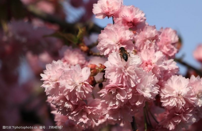 春天花朵小蜜蜂图片