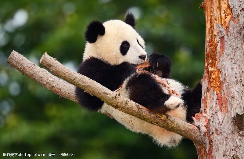 玩耍熊猫图片