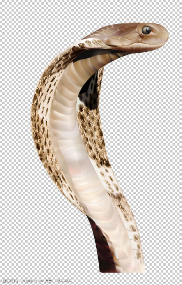 蟒蛇眼镜蛇图片