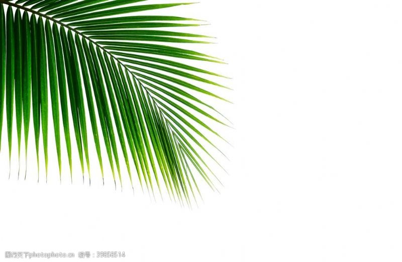 植物边框椰树叶图片