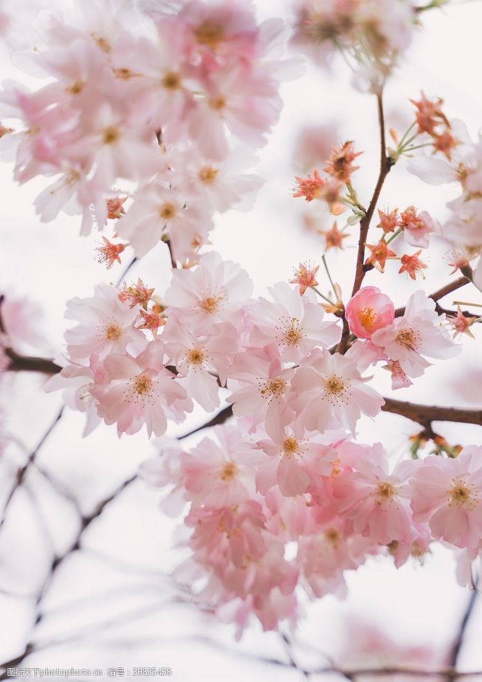 盛开的樱花樱花图片