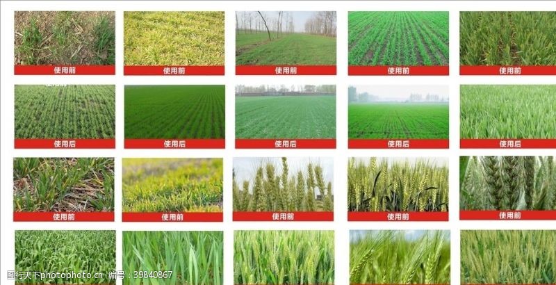 小麦作物对比图图片