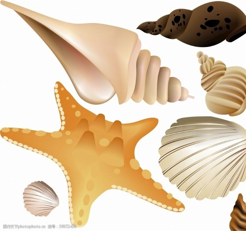 海螺贝壳矢量图片