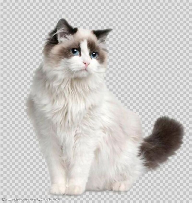 宠物照片布偶猫免扣元素图片