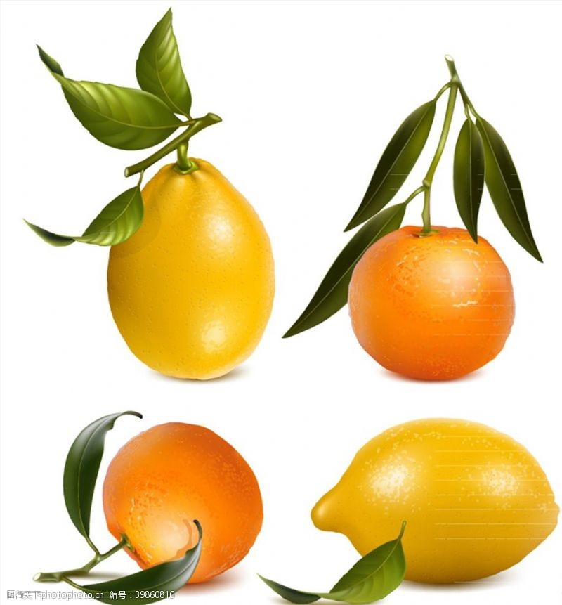 矢量水果橙子和柠檬矢量图片
