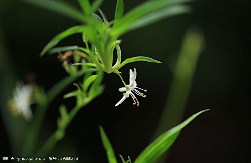 草尖吊兰花图片